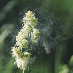 allergies