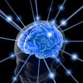 Comment se developpe le cerveau du petit enfant ?